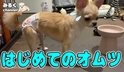 🔴子犬が成犬に！初めてのヒート（生理）でみるくが見せた行動とは？【可愛い】【dog】【puppy】