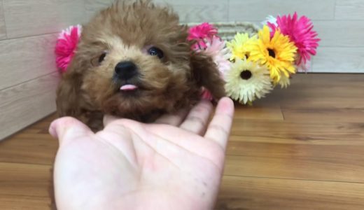 ペットショップ犬の家 豊川インター店 タイニープードル  メス