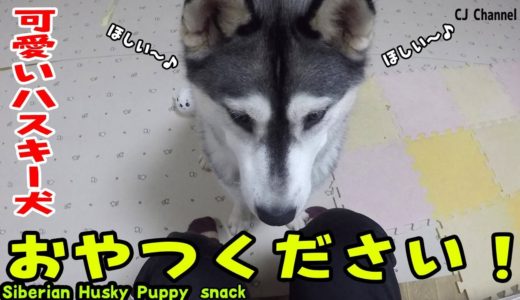 おやつください！のハスキー犬が可愛い Husky Puppy