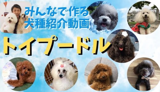 トイプードル 飼ってみて分かった犬種の魅力【みんなで作る犬種紹介動画】