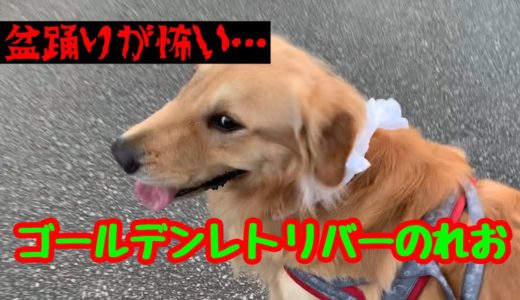 【大型犬】夏の風物詩にビビる、ゴールデンレトリバーのれお