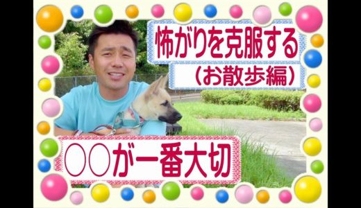 怖がり改善！お散歩で一番大切なのは〇〇♪　～犬のしつけ・ドッグトレーニング～