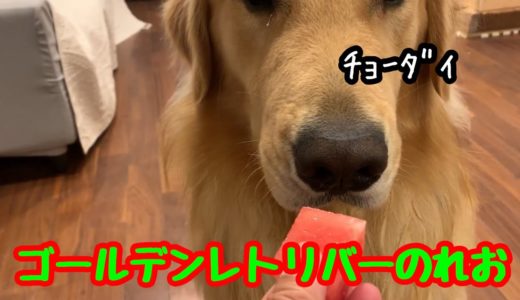 【大型犬】頂き物は俺の物！ゴールデンレトリバーのれお