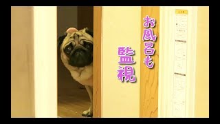 風呂でも監視の目をゆるめないパグ犬ぷぅ pug  Take a bath together