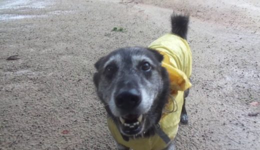 保健所から迎えた犬　雷怖い！でも遊びたい