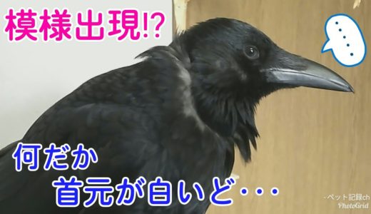 【模様出現】カラスの首に白いラインが入りましたw 恐姐御恐れ舎弟＆餌まみれ犬w 20190809、カラス＆四つ足トリオ