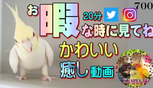 暇つぶし動画集 ①癒し・かわいい・面白い犬とインコ｜インスタとツイッターに掲載した動画です