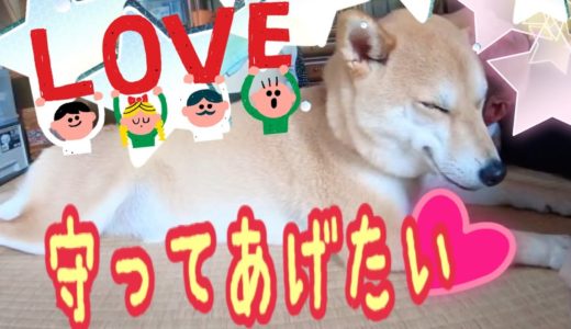 おかしな所で番犬のスイッチが入ってしまった犬（山の　お散歩から　おばあちゃんちへ）💓柴犬もみさん　Shiba Inu　Momisan tried to protect his father