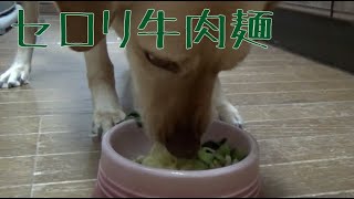 犬のご飯：セロリ牛肉麺