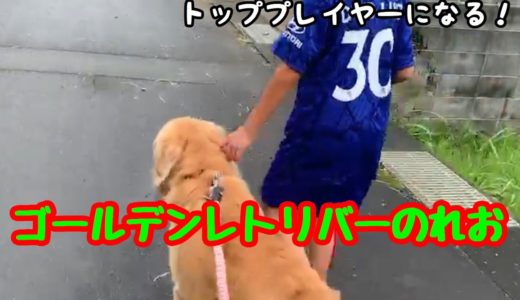 【大型犬】華麗なフットワークだが最大の敵は近くにいた、ゴールデンレトリバーのれお