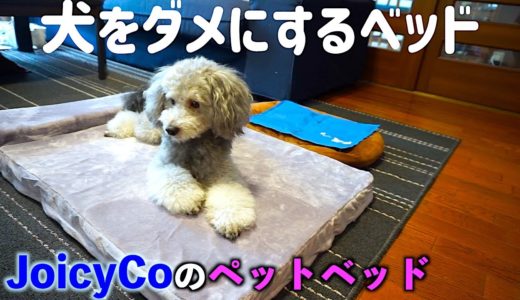 🐶犬をダメにする、JoicyCo のペットベッドが来た！！（前編）【トイプードルのグリィ】【dog】【toy poodle】