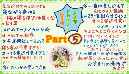 お気に入りシーン・未公開・総集編Part⑤！！（チワワ　犬　オカメインコ　ウロコインコ　セキセイインコ　ハムスター　うさぎ）