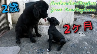 超大型犬 ニューファンドランドVSグレートデン NewfoundlanddogGreat Dane