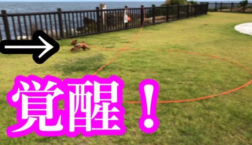 犬の本能覚醒！？新しいロングリードの結果！【トイプードルそぼろ＆ニコ】