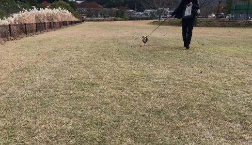 ある冬の犬のお散歩！飼い主は誰！？