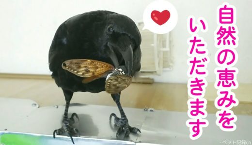 【自然の恵み】カラスの大好物アブラゼミをいただきます。 お釈迦姐御＆ぐうたら猫＆謎犬 20190817、カラス＆四つ足トリオ