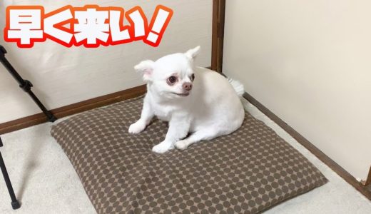 久しぶりに会うと素直になれないシャイな犬！チワワのコハク