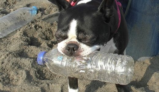 お掃除犬、砂浜のアイドル　漂着ペットボトル回収３千本