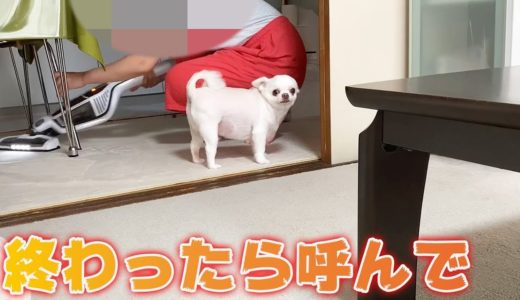 ぐうたら犬は掃除が終わると戻って来る！終わったら読んで欲しいチワワのコハク