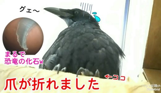 【まるで化石】カラスの爪が折れました。そして観察してみた。  変顔セクシー小僧＆伸び姐貴＆犬人間w 20190806、カラス＆四つ足トリオ