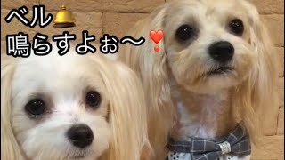 （犬おもしろ動画）ベル鳴らします❣️