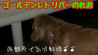 【大型犬】夜は涼しくて気持ち良い、ゴールデンレトリバーのれお