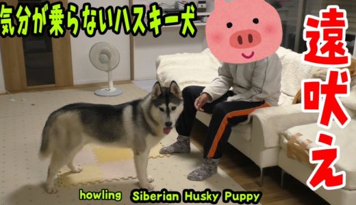 気分が乗らないと遠吠えしないハスキー犬がおもしろい Husky Puppy