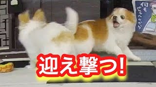 チワワ同士の抗争勃発！いつも負けてばかりの先住犬が今回は迎え撃つ！