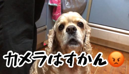 「新」犬の密着取材をした結果怒られたAコッカー石松くん (new)   I was angry when I interviewed the dog