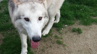 子犬が穴に落ちた！その時、狼犬のとった行動とは…