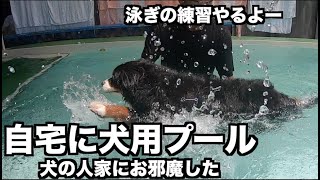 自宅に犬用プール完備！犬3頭と暮らす「犬の人家」に遊びに行ってきた