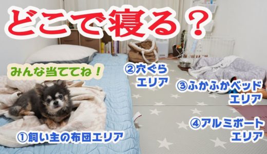 どのベッドで寝る？#2 / Which bed do you use tonight?【チワワ/犬】