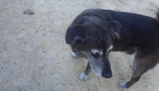 保健所から迎えた犬　お友達とわんこプロレスJust playing and not fighting