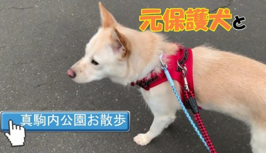 元保護犬を連れて真駒内公園に行ってきた。