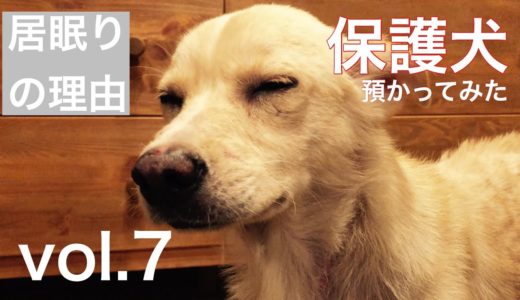 【保護犬預かり】臆病な犬がくつろぐには。【18日目】