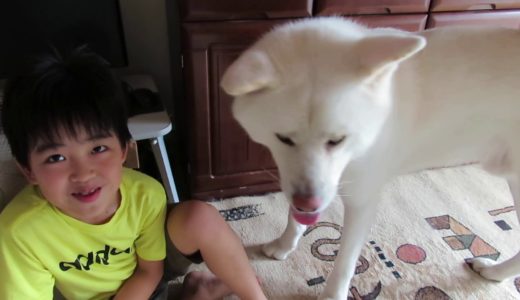 【秋田犬ゆうき】ママとお兄ちゃんと弟くんが揃うと部屋中にぎやかです【akita dog】