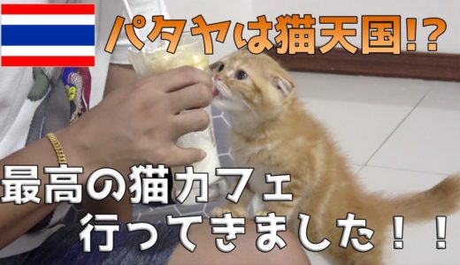 タイ・パタヤで最も天国に近いネコ&犬カフェ 7Dayさんを紹介！！