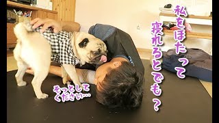 二日酔いで瀕死なのに寝かせてくれないパグ犬ぷぅ pug