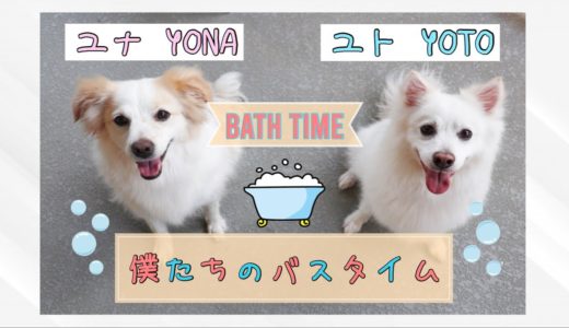 [犬カップル] お風呂に入ると可愛さ抜群! / Dog Bath Routine