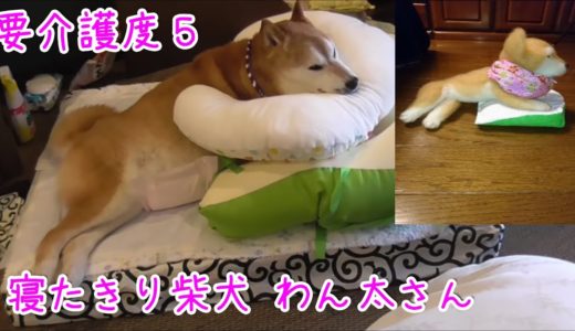 老犬の介護 ワンコに介護度をつけるとしたら…寝たきり柴犬 わん太さんは要介護度５