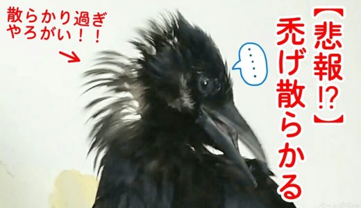 【禿げ散らかり】実は禿げてました？カラスの衝撃のカミングアウトw 独り占め猫＆ゴミ拾い犬＆謎姐御 20190818、カラス＆四つ足トリオ