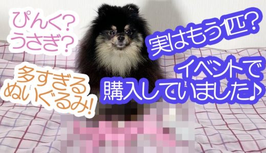 またまたウサギ？沢山ピンクのウサギを持ってたポメラニアン犬≪#707≫