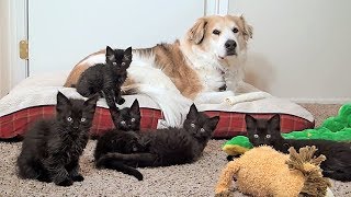 【子猫・犬】ヤンチャな子猫達と暮らすワンコ。子猫達はみんな優しいワンコが大好きで…