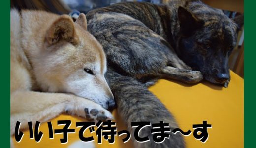 あと２日のガマンです＝！【甲斐犬・柴犬】