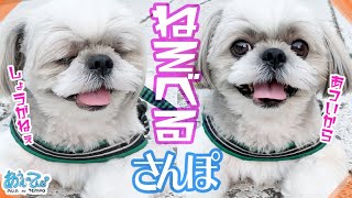 夏の夕暮れねそべるさんぽ　シーズー犬てんぽ【あぶり餅前】