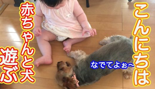 【犬と赤ちゃん】ひいばあちゃん家のペットと初めてがっつり遊ばせてみた（８ヶ月）[Dog and baby]