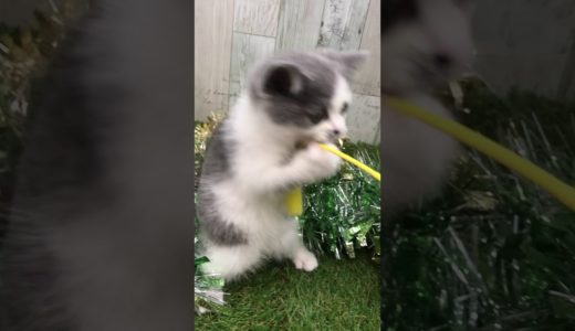 ペットショップ犬の家＆猫の里 イオン小牧店【生体番号104579】【種類スコティッシュ・フォールド】