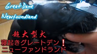 超大型犬 ニューファンドランド グレートデン 朝の一時 グレートデン  Great DaneNewfoundlan 渡辺ボス 超大型犬