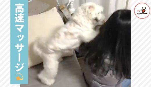 そんなに速くて疲れない!? 犬のマッサージ屋さん🐕💫【PECO TV】