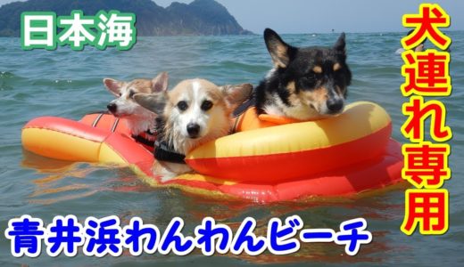 コーギー3匹連れて日本海の犬専用ビーチに行ってきた！【青井浜わんわんビーチ】